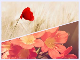 Foto sales grid online